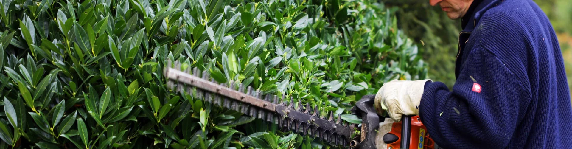 Frisch geschnittene Hecke in einem gepflegten Privatgarten