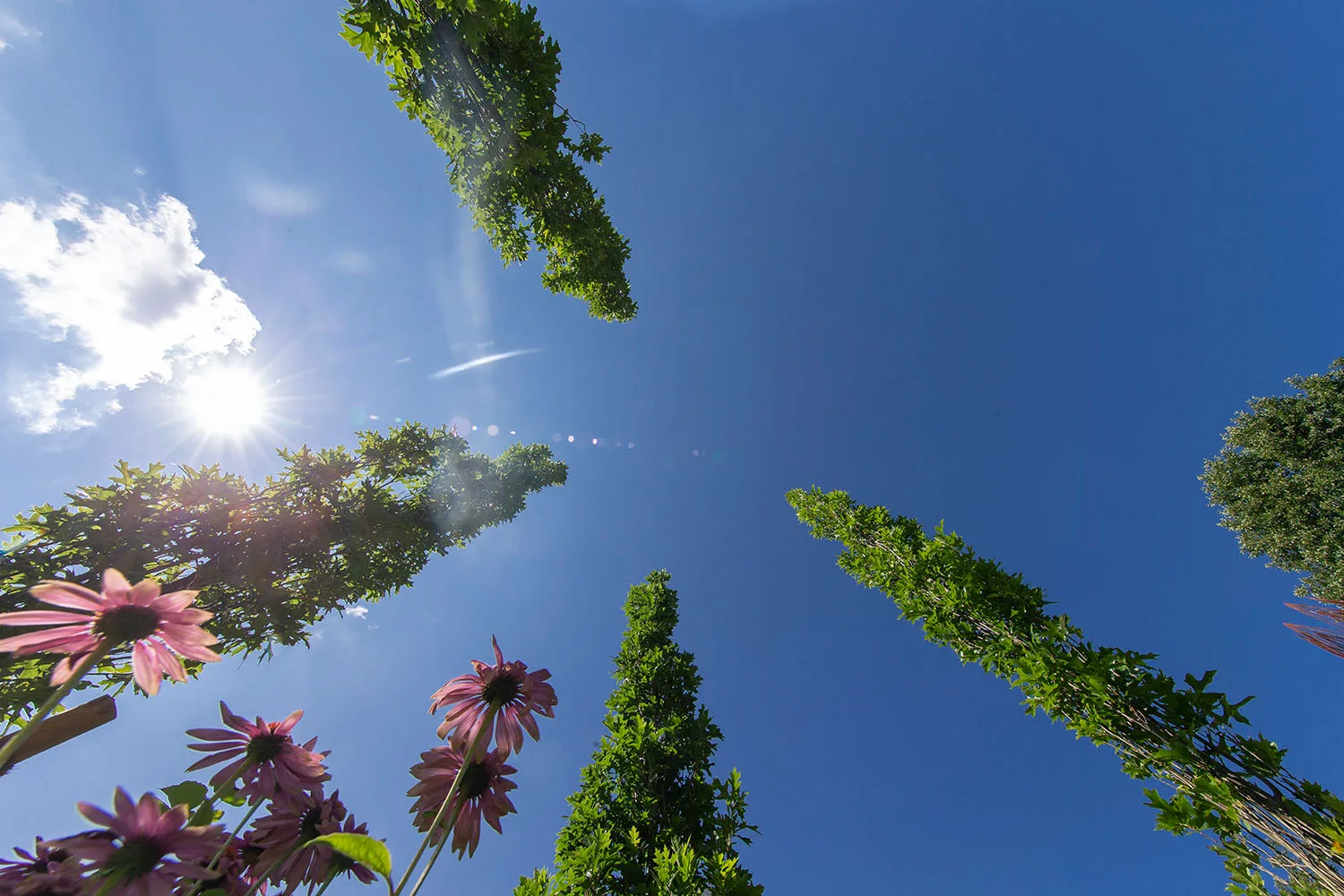 Verspielter Gartenbereich mit üppiger Blütenfülle